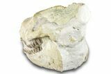 Fossil Oreodont (Merycoidodon) Skull - South Dakota #285132-3